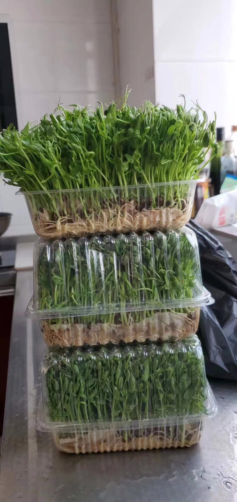 芽苗菜种植盒22×17×15豌豆苗种植盒带盖底部带漏水孔